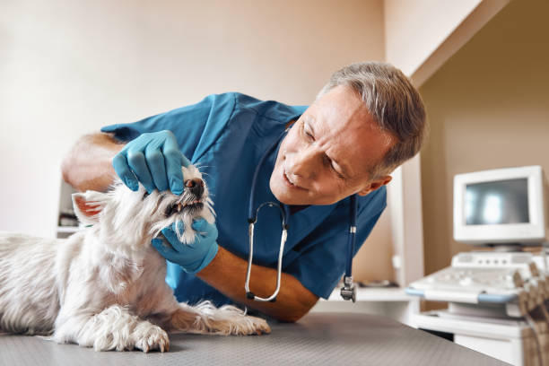 Best Emergency Root Canal Treatment in Chaparral, NM